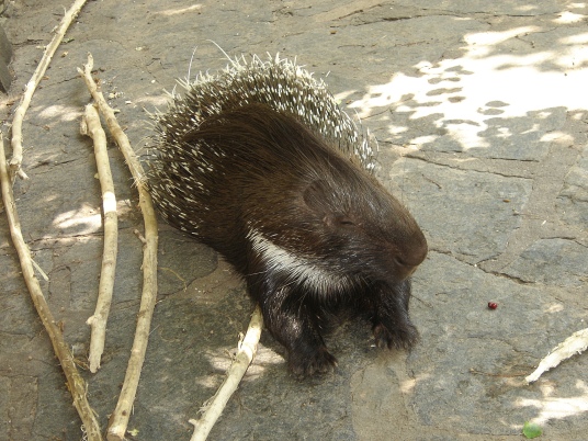 porcupine_berlin_zoo